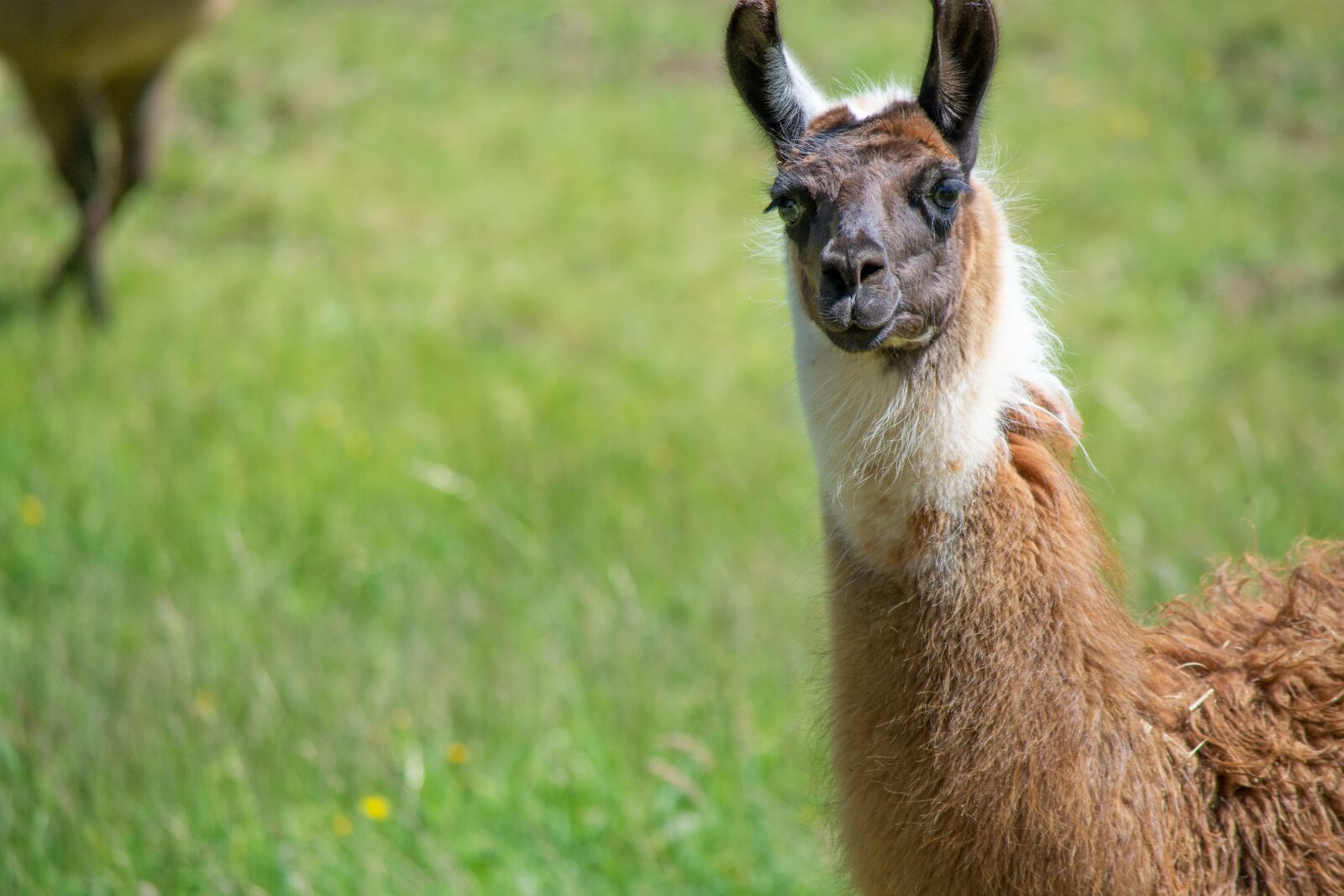 Nikon D7100 sample photo. Lama, meadow, coupling photography