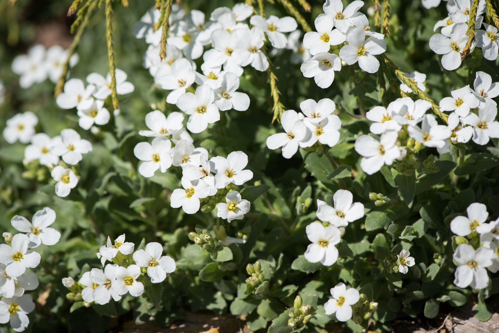 Nikon D750 sample photo. Cushion flower, cushion plant photography