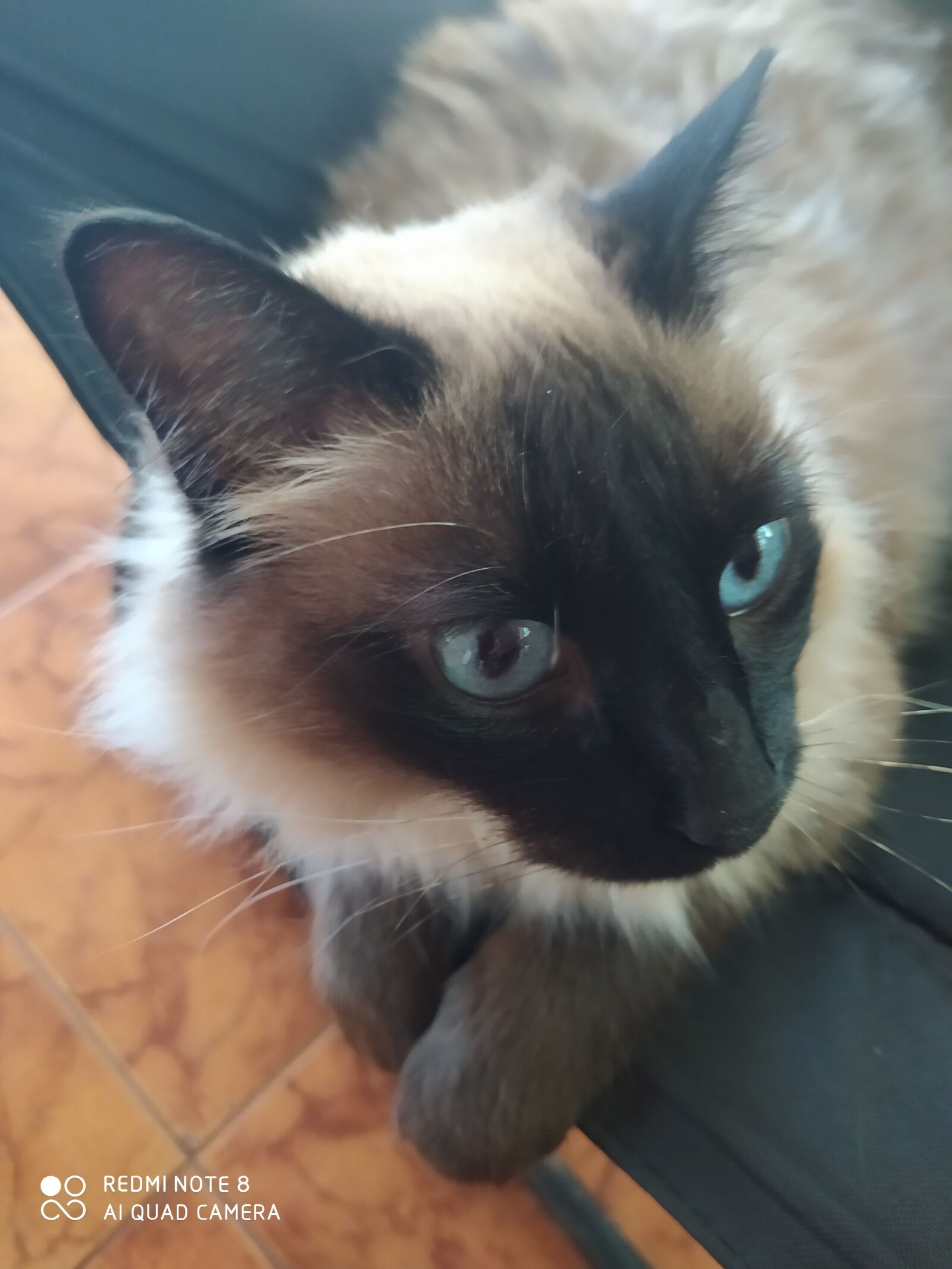 Xiaomi Redmi Note 8 sample photo. Baltazar, asking, food photography