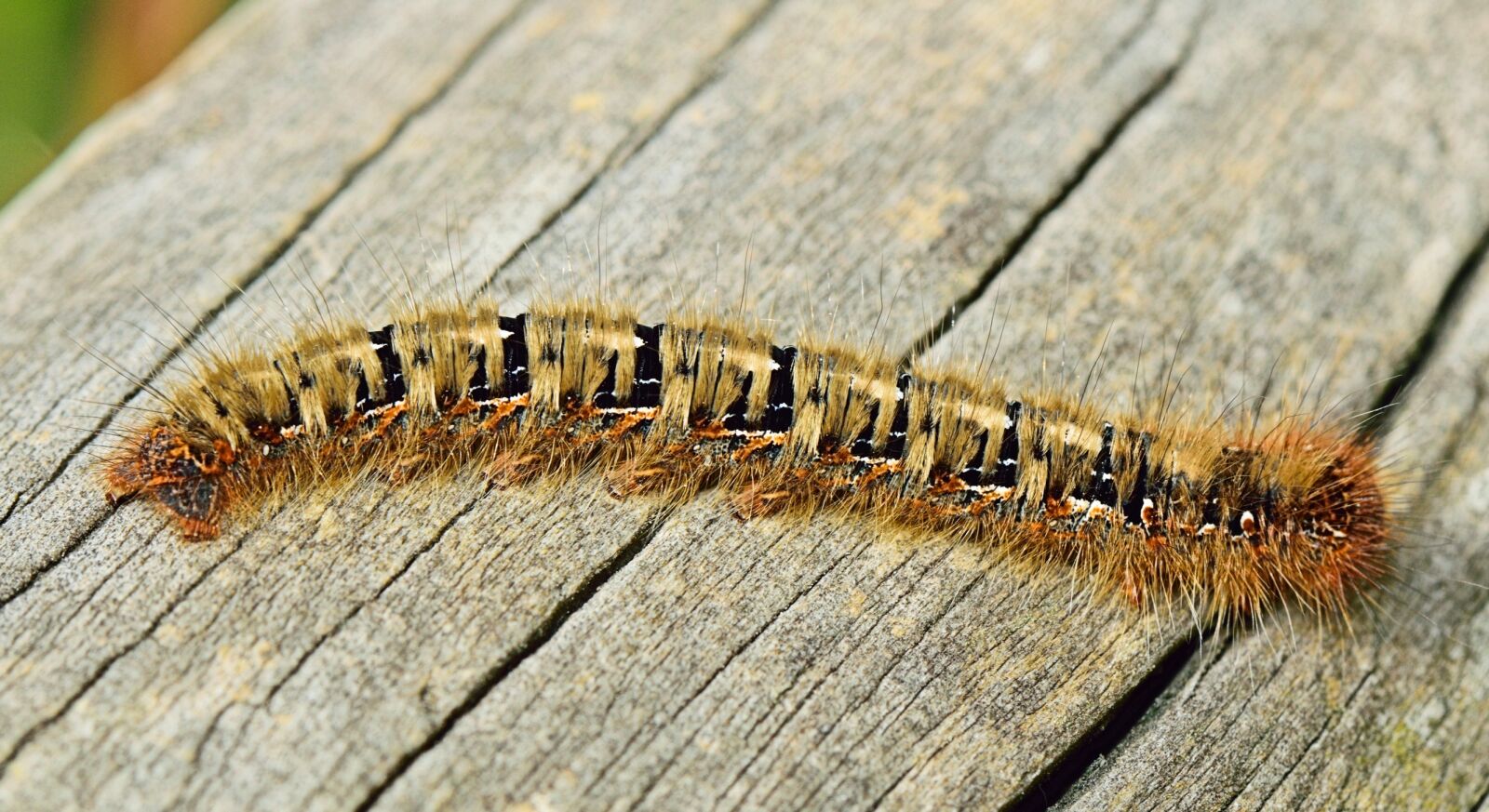 Nikon D5300 sample photo. Nature, insect, animals photography