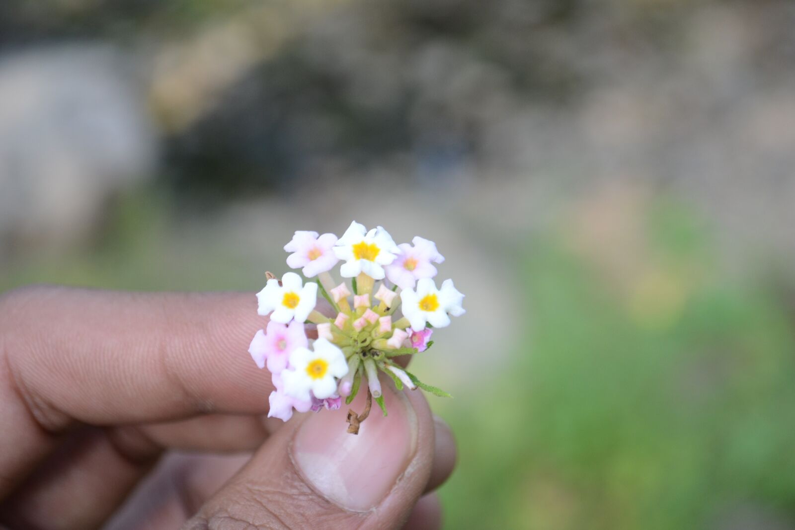 Nikon D3100 sample photo. Photography dslr camera nikion photography