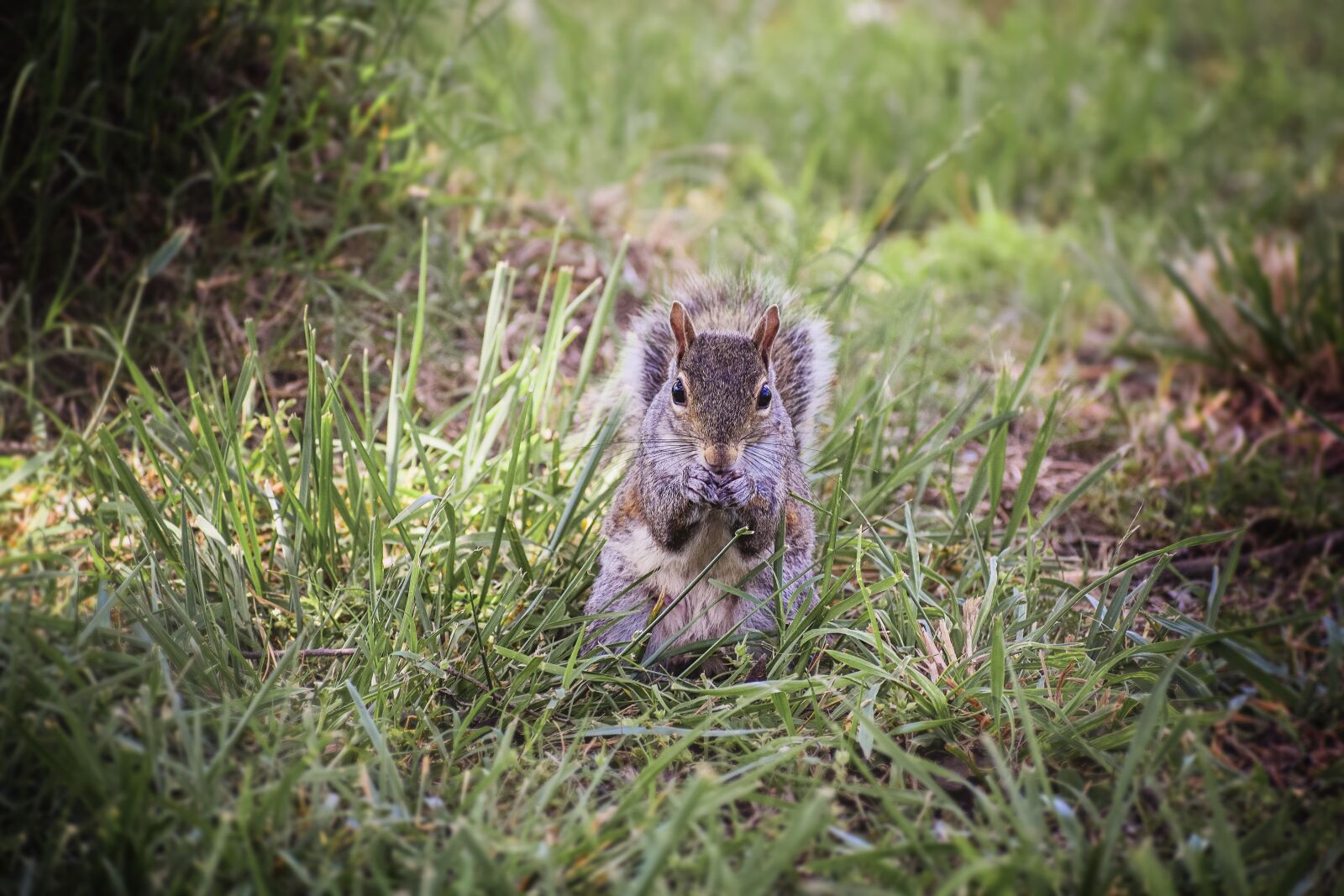 Nikon D5300 sample photo. Squirrel, animal, furry photography