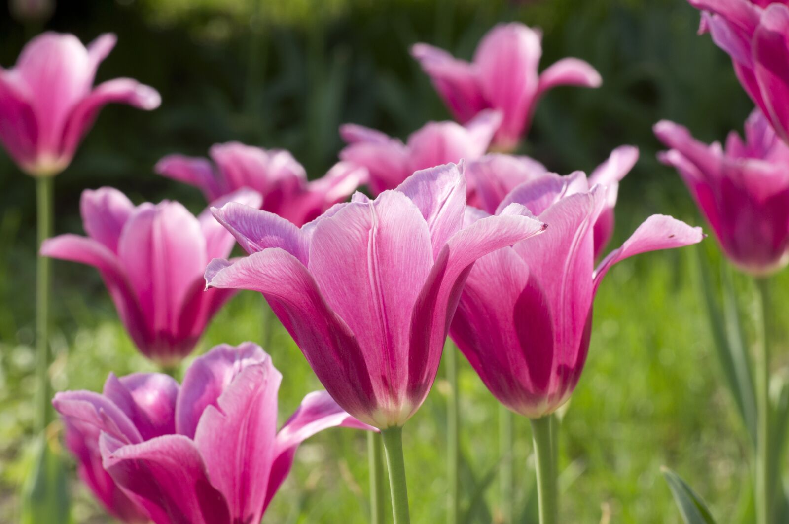 Sony Alpha DSLR-A580 sample photo. Tulip, flower, spring photography