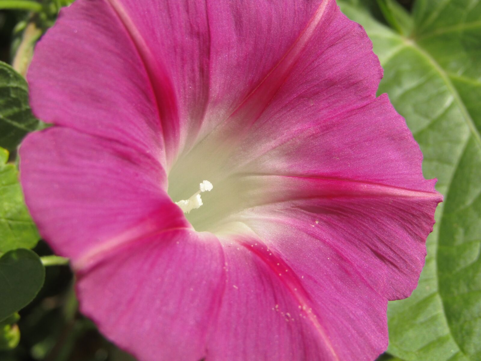 Canon PowerShot SX410 IS sample photo. Morning glory, violet, shines photography