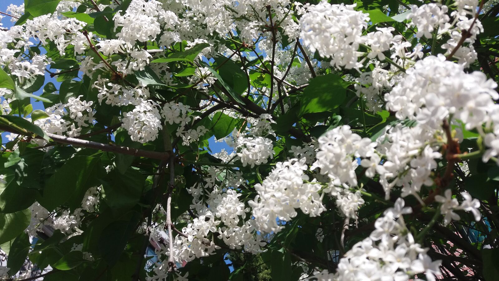 Samsung Galaxy J7 sample photo. Flowers, bright, nature photography