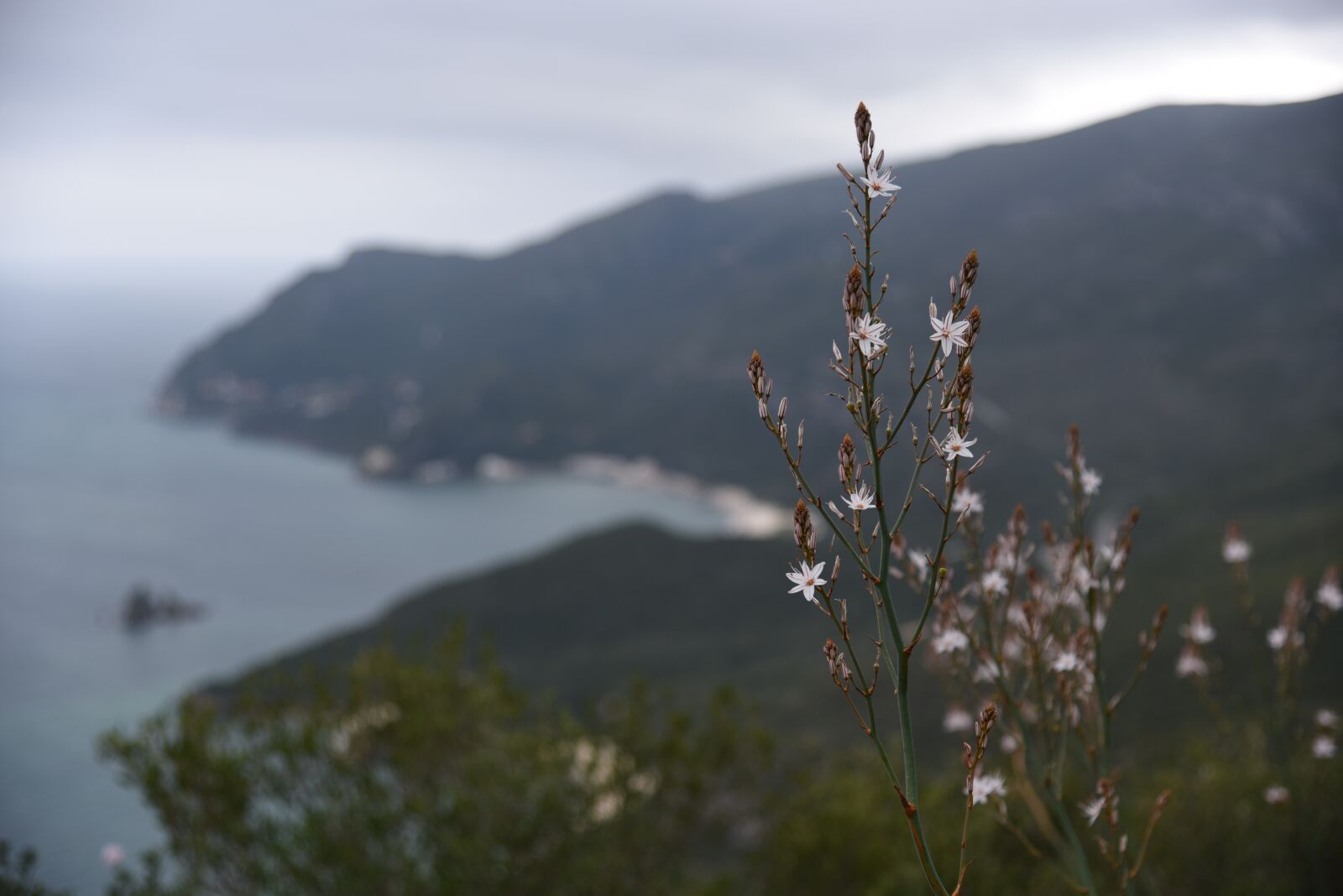 Nikon D750 sample photo. Green, sea, water photography