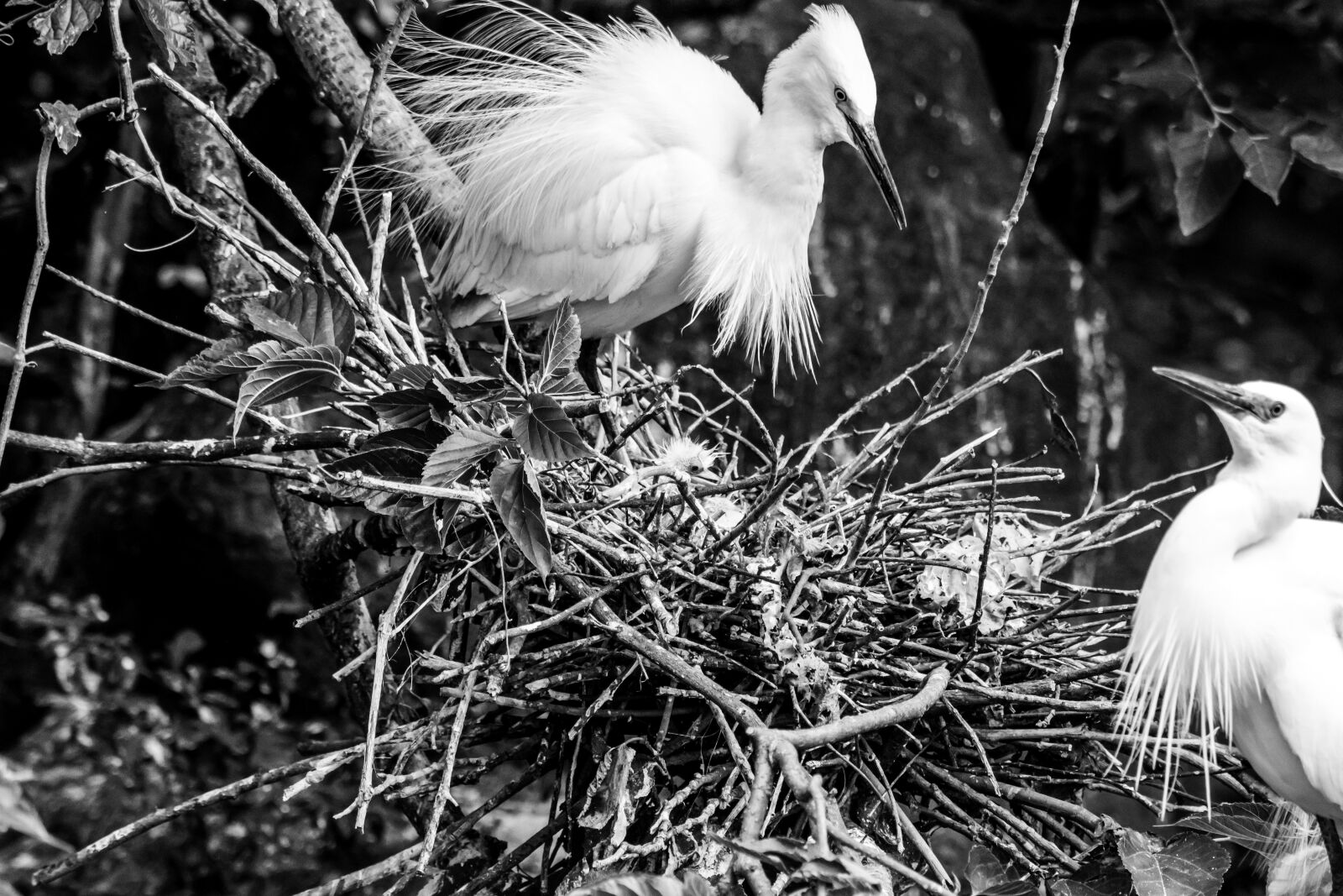Nikon D5500 sample photo. Bird, wildlife, feather photography
