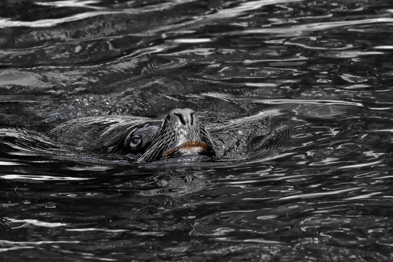 Nikon D7200 sample photo. Seal, sea lion, water photography