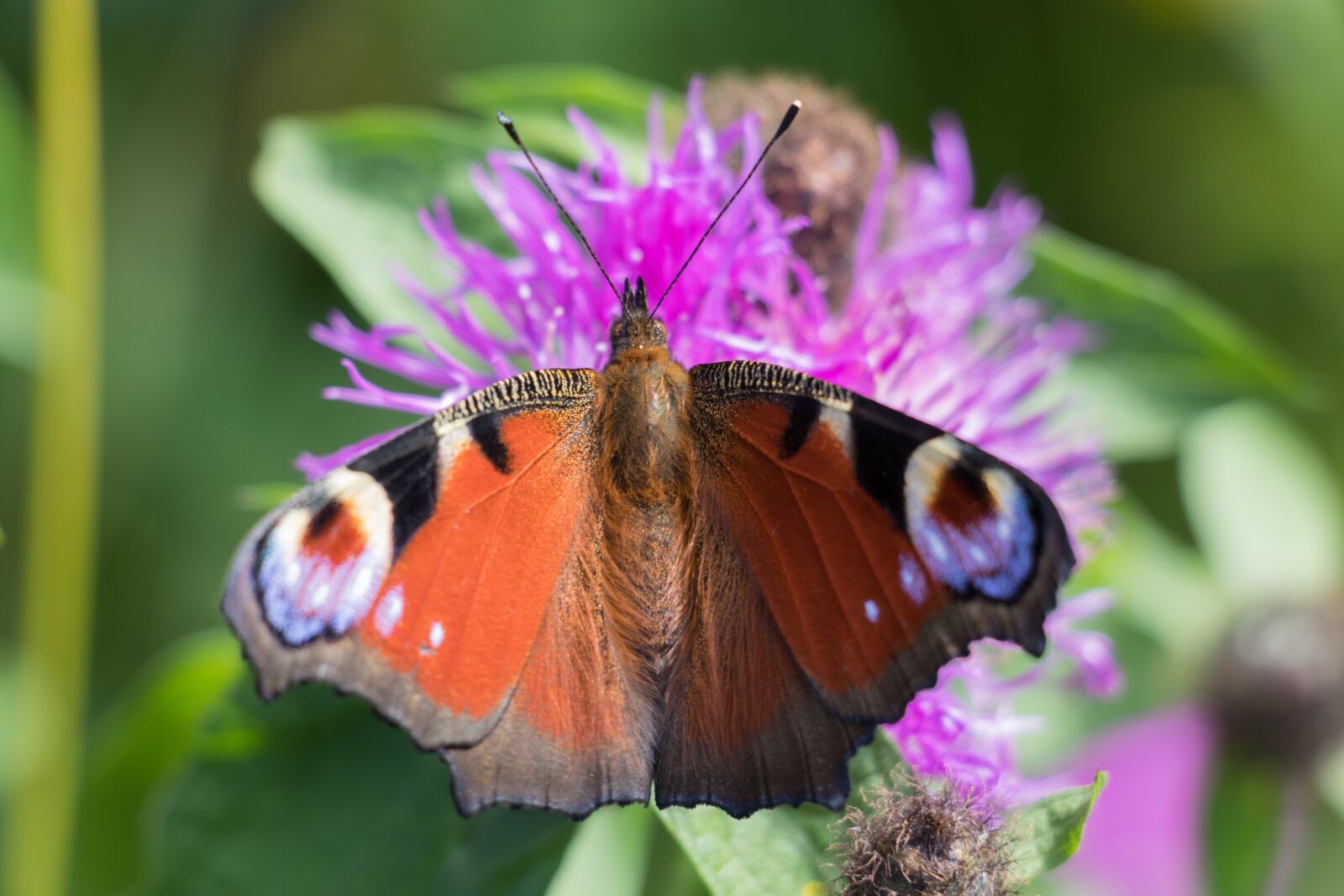 Canon EOS 80D sample photo. Butterfly, nature, flower photography