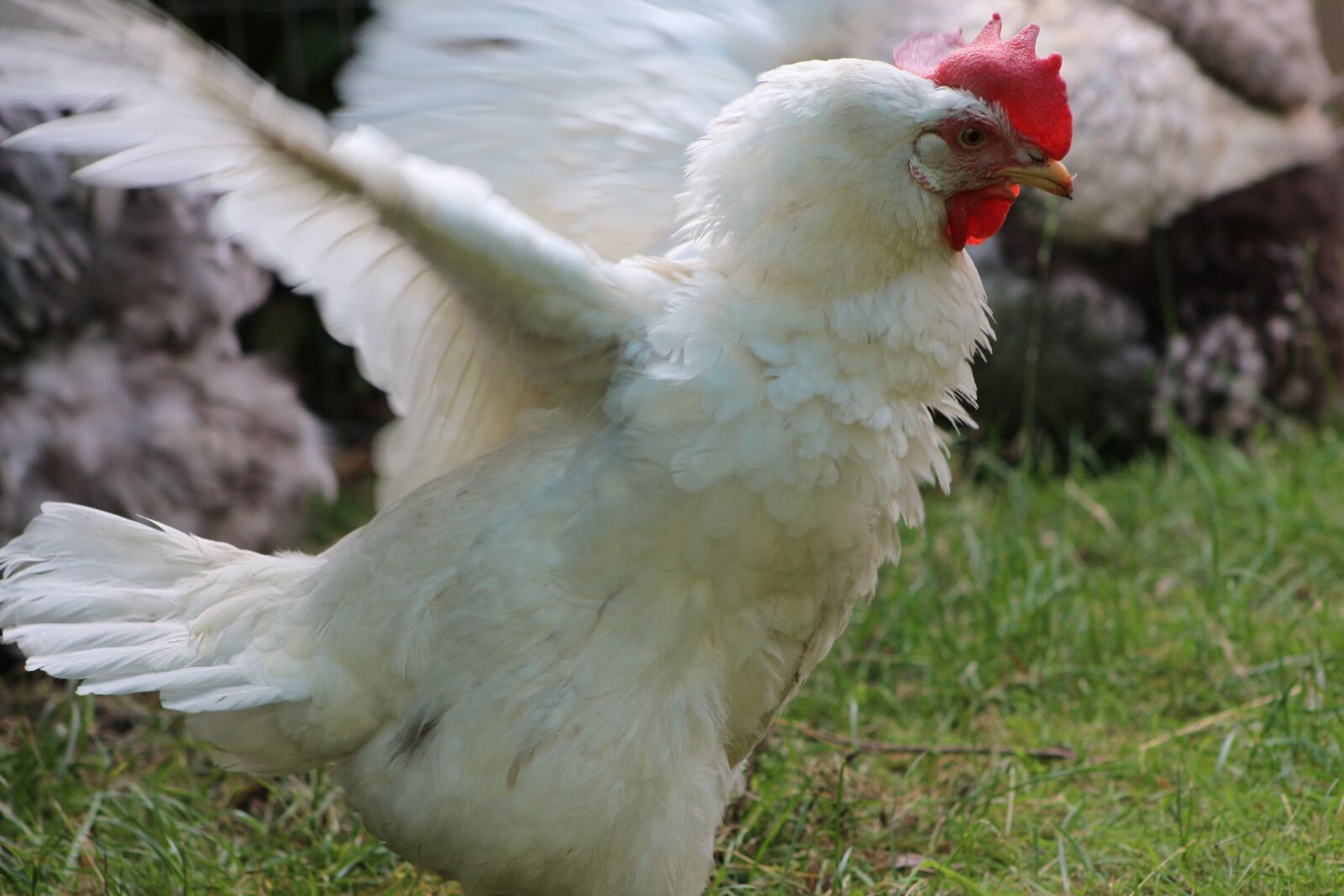 Canon EOS 700D (EOS Rebel T5i / EOS Kiss X7i) sample photo. Chicken hen, feather, chicken photography