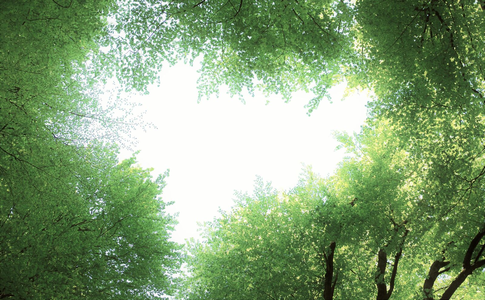 Nikon D3400 sample photo. Nature heart, forest, heart photography