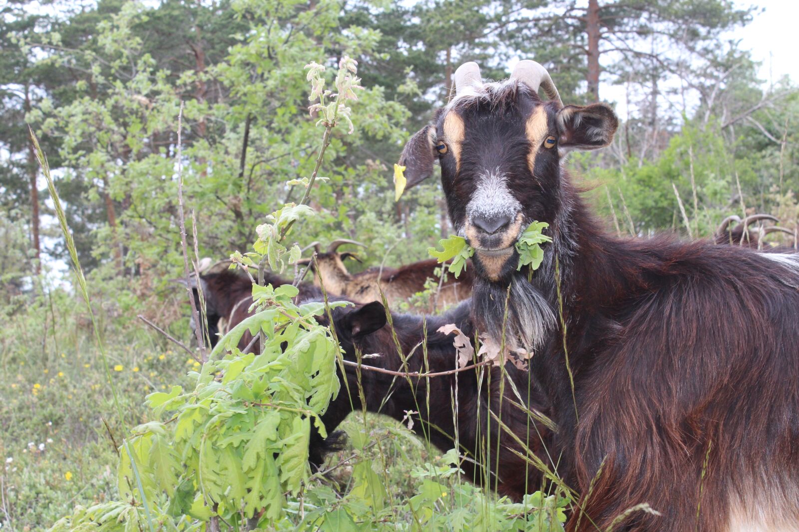 Canon EOS 1200D (EOS Rebel T5 / EOS Kiss X70 / EOS Hi) sample photo. Goat, goats, goat grazing photography