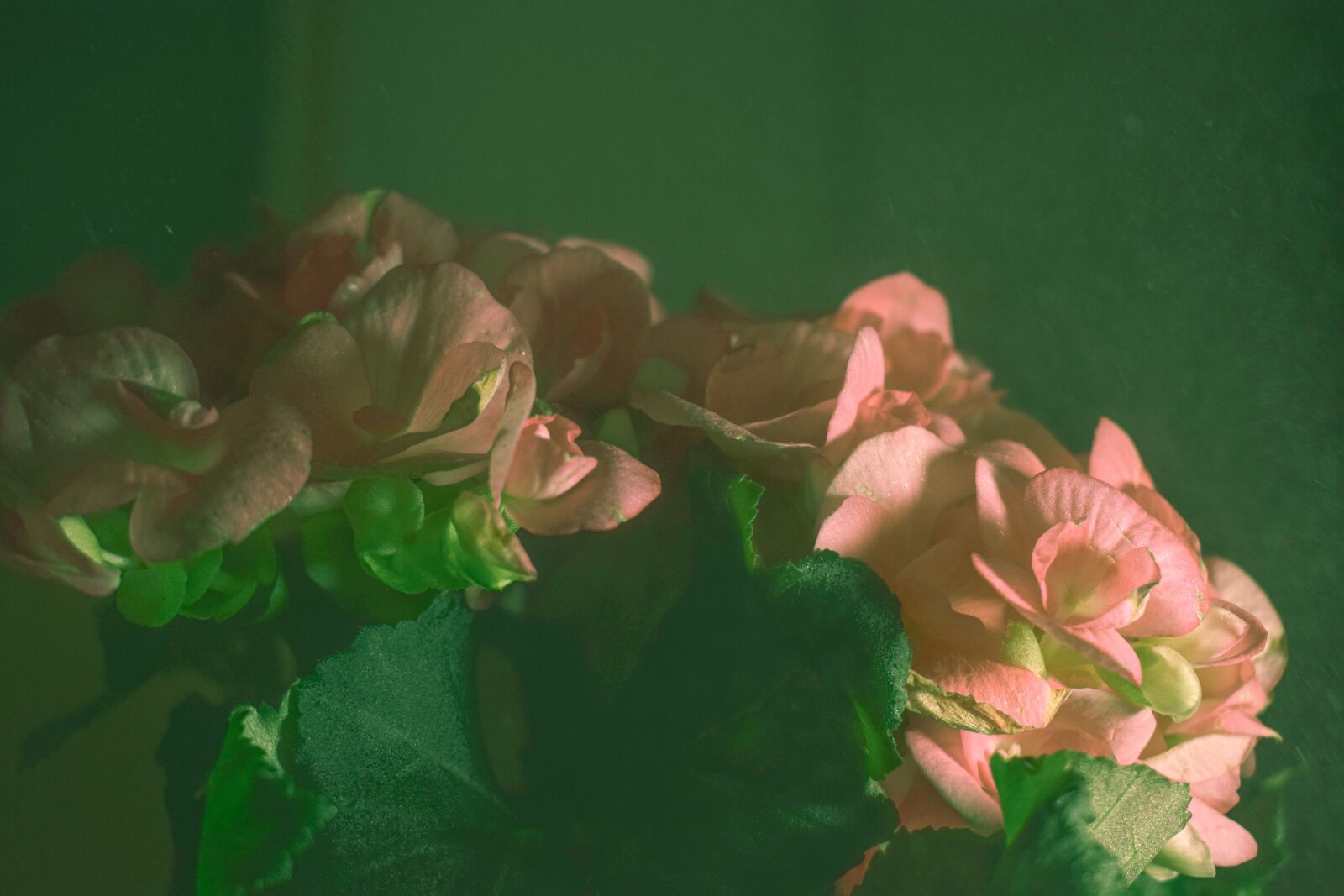 Nikon D3300 sample photo. Flower, red flower, green photography