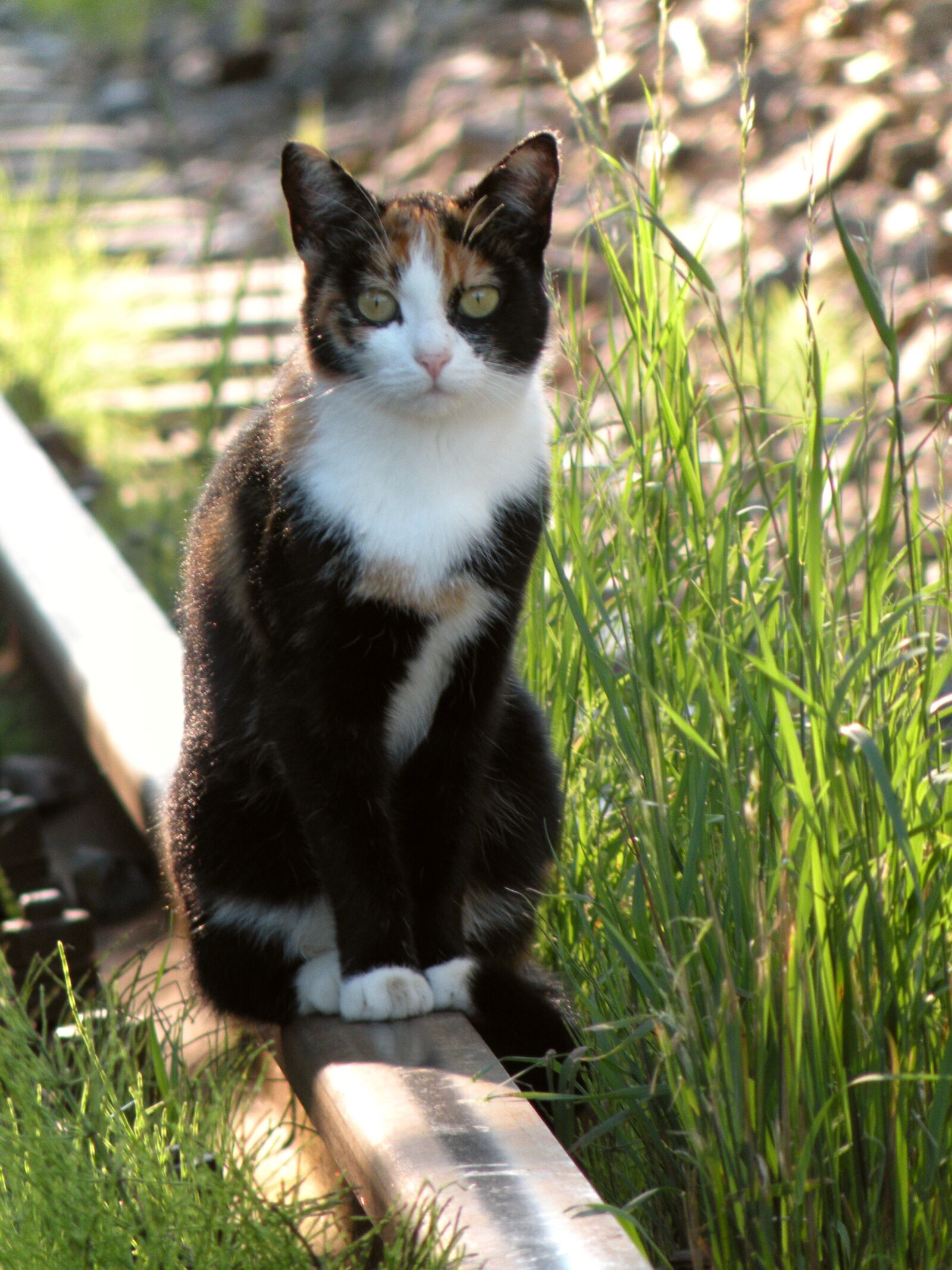 Nikon Coolpix P80 sample photo. Cat, rail, track photography