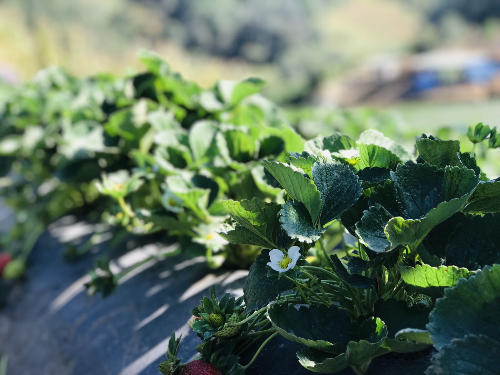 Apple iPhone 7 Plus sample photo. Strawberry, planting, harvest photography