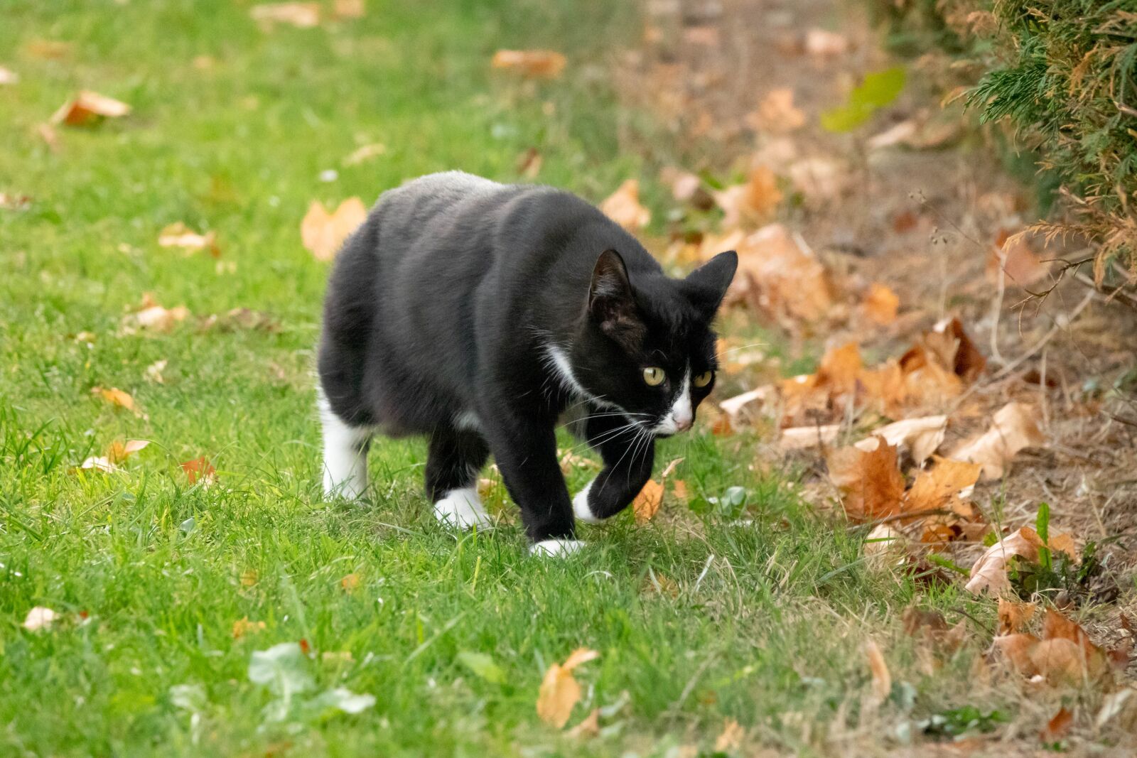 Sony Cyber-shot DSC-RX10 III sample photo. Animal, cat, pet photography