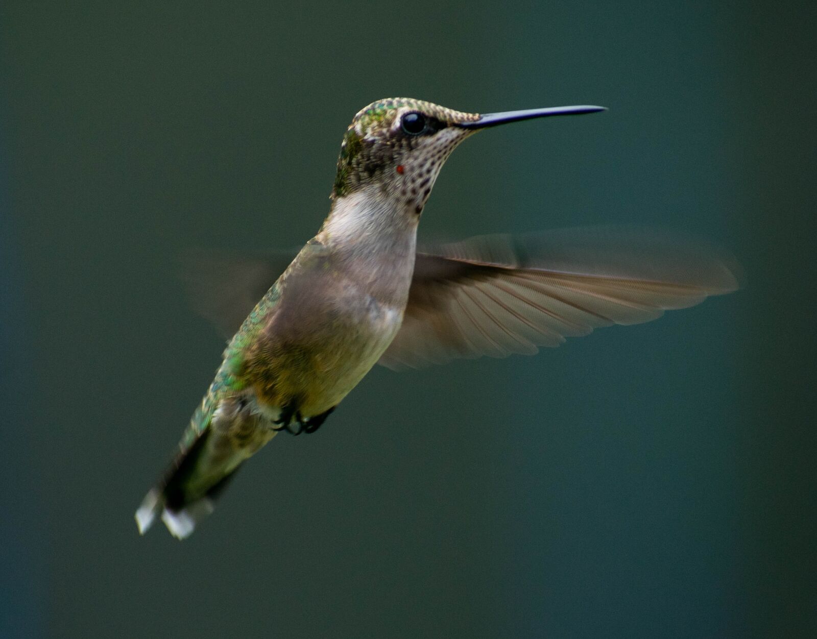 Nikon D3400 sample photo. Hummingbird, flying, flight photography