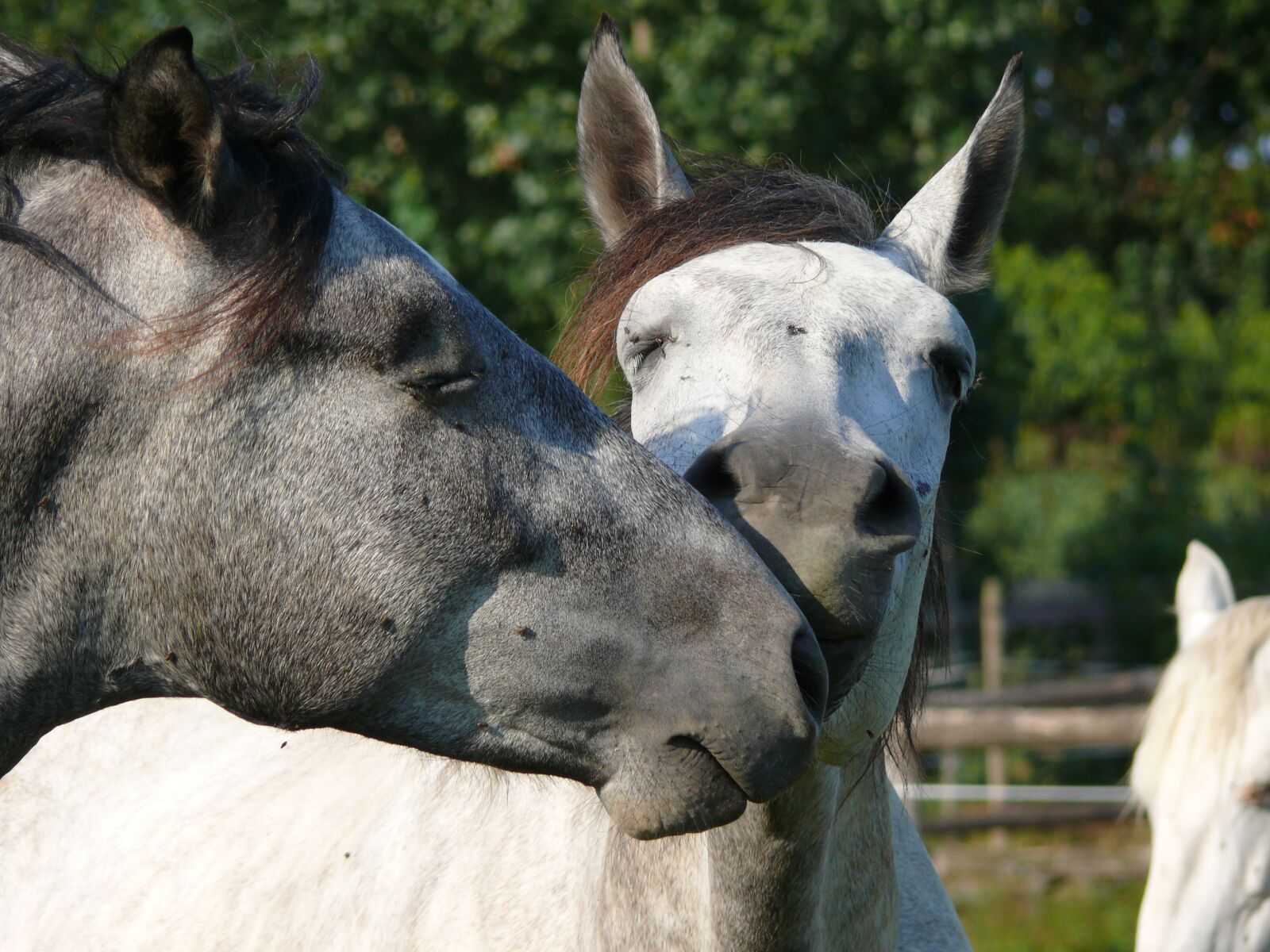 Panasonic DMC-FZ50 sample photo. Horse, équido, complicity photography