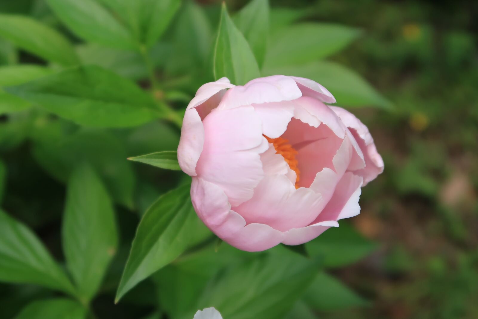 Canon PowerShot G7 X Mark II sample photo. Natural, leaf, plant photography