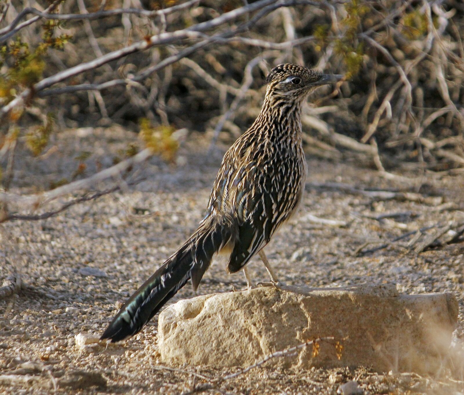 Canon EOS 550D (EOS Rebel T2i / EOS Kiss X4) sample photo. Roadrunner, bird, chaparral photography