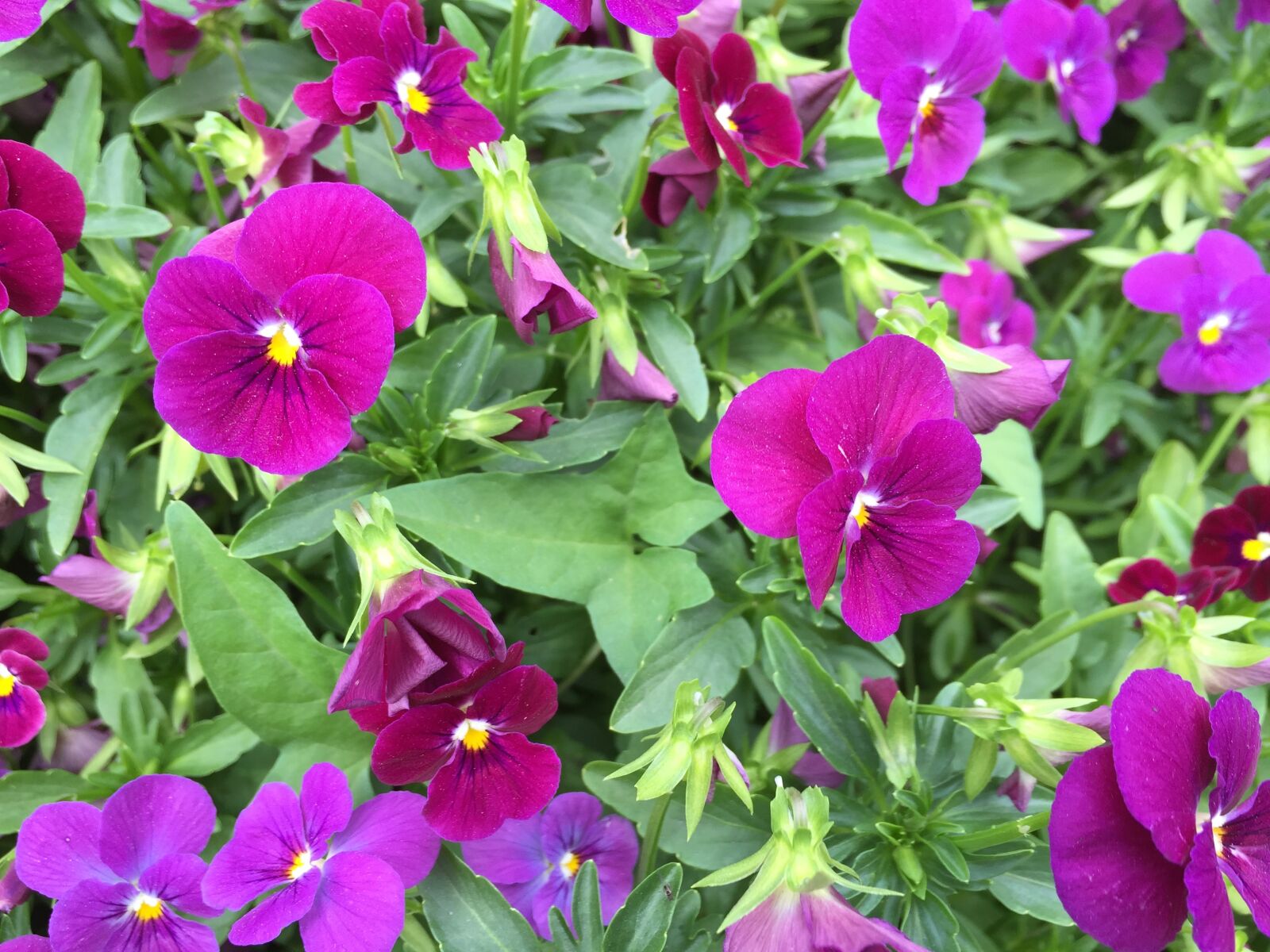 Apple iPhone 6 sample photo. Flowers and plants, the photography