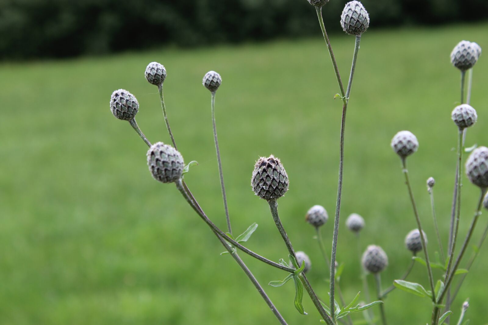 Canon EOS 1300D (EOS Rebel T6 / EOS Kiss X80) sample photo. Meadow, field, nature photography