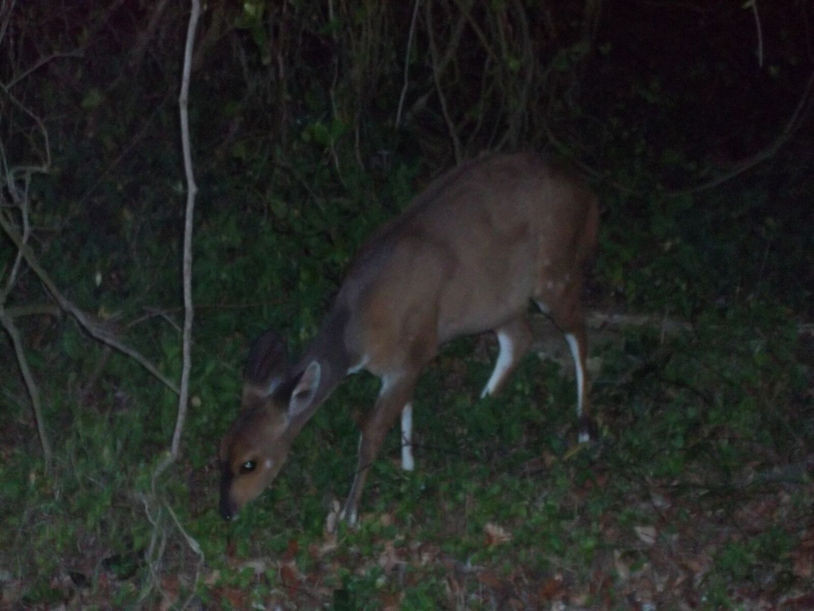 Kodak EASYSHARE C143 DIGITAL CAMERA sample photo. Deer, forest, nature photography