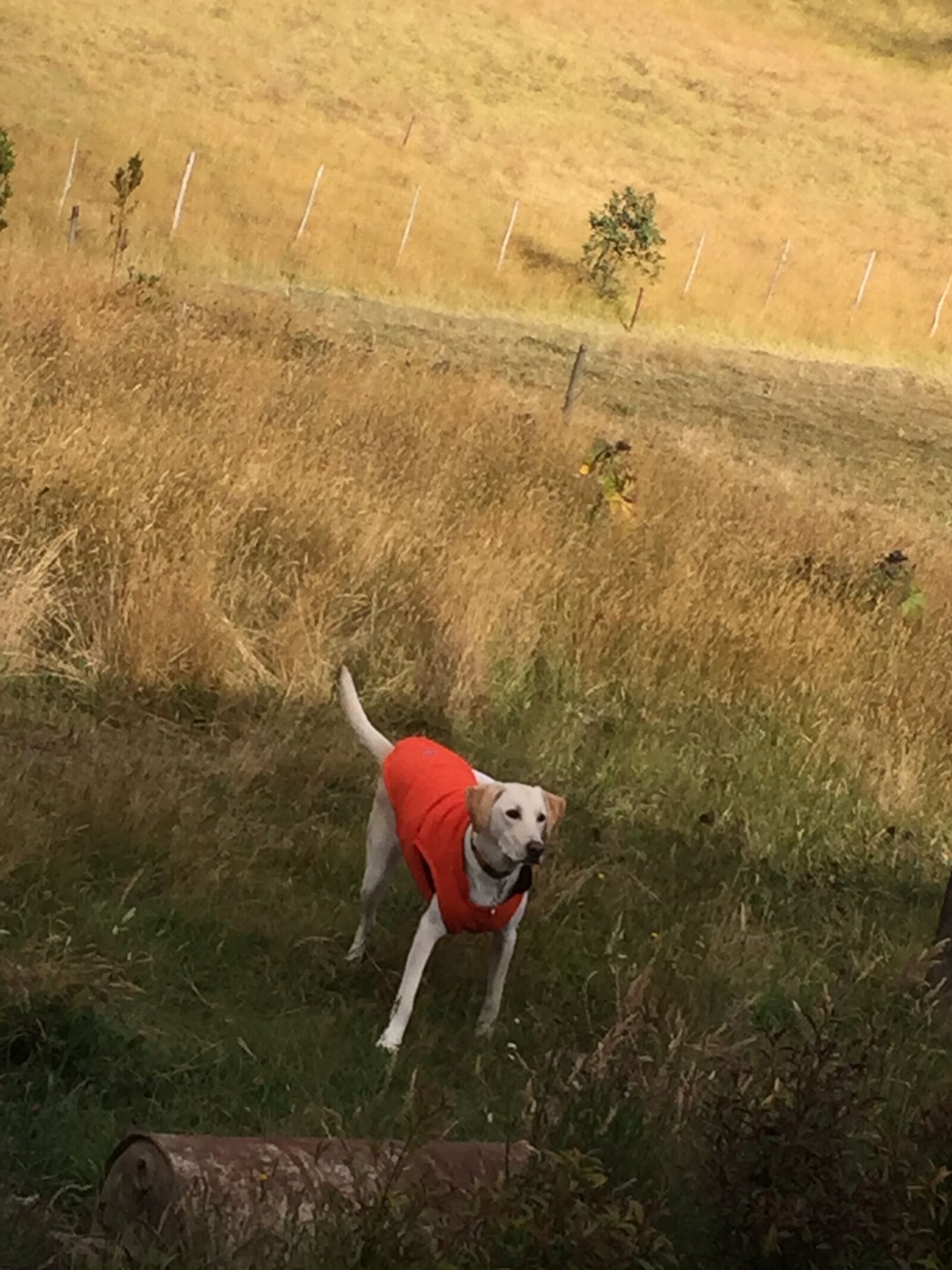 iPhone 6 back camera 4.15mm f/2.2 sample photo. Field, dog, animals photography