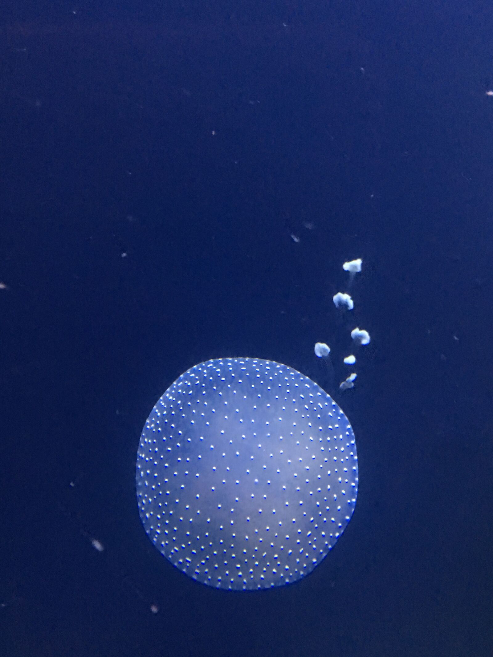 Apple iPhone 6s Plus sample photo. Jellyfish, underwater, tentacles photography