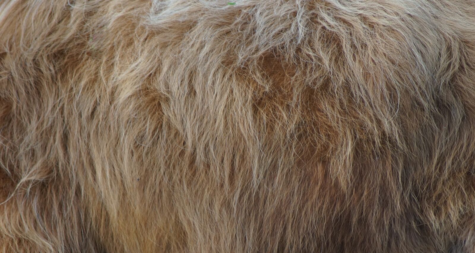 Sony SLT-A57 sample photo. Fur, animal, nature photography