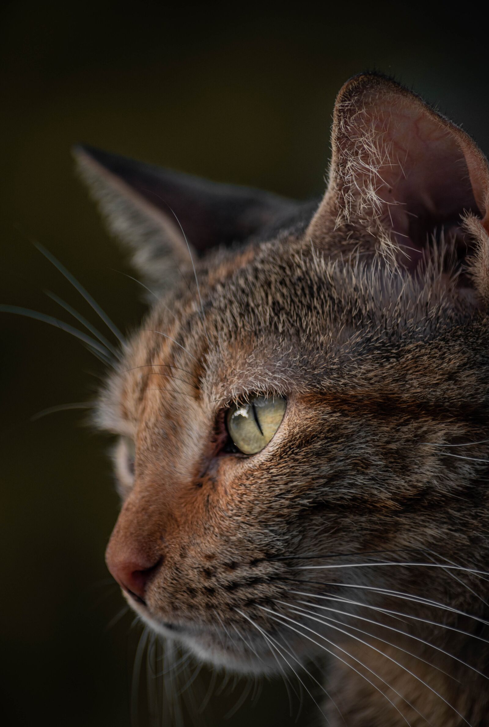 Nikon D5500 sample photo. Cats, kittens, pets photography