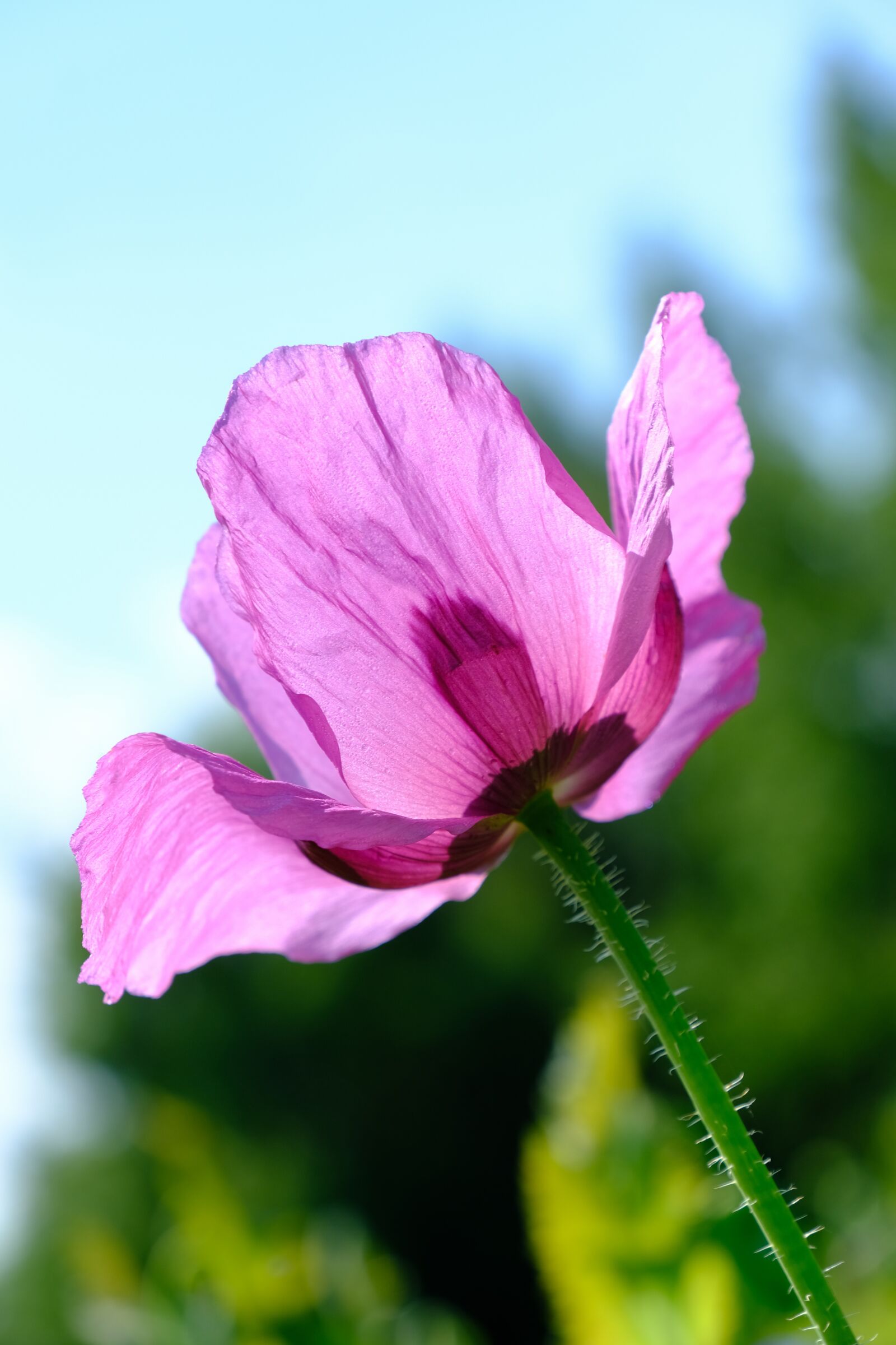Fujifilm X-T3 sample photo. Poppy, violet, poppy flower photography