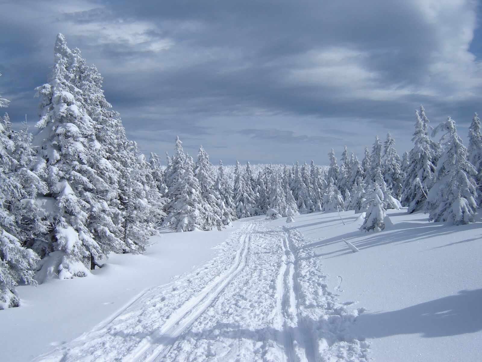 Sony DSC-S80 sample photo. Winter, path, snow photography