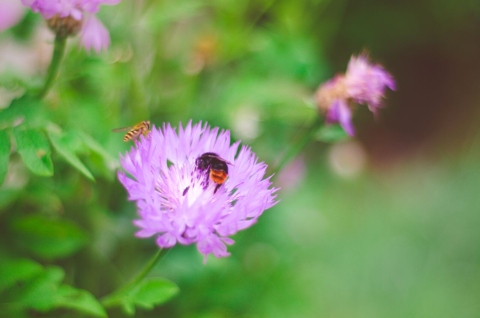 Nikon D7000 sample photo. Bee, flower, nature photography
