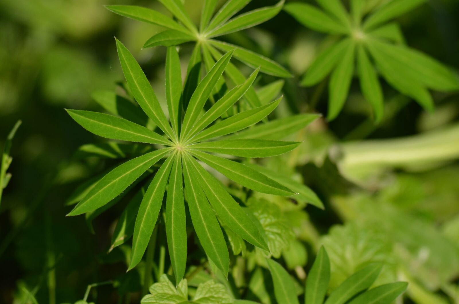 Nikon D5100 sample photo. Lupine, leaves of lupin photography