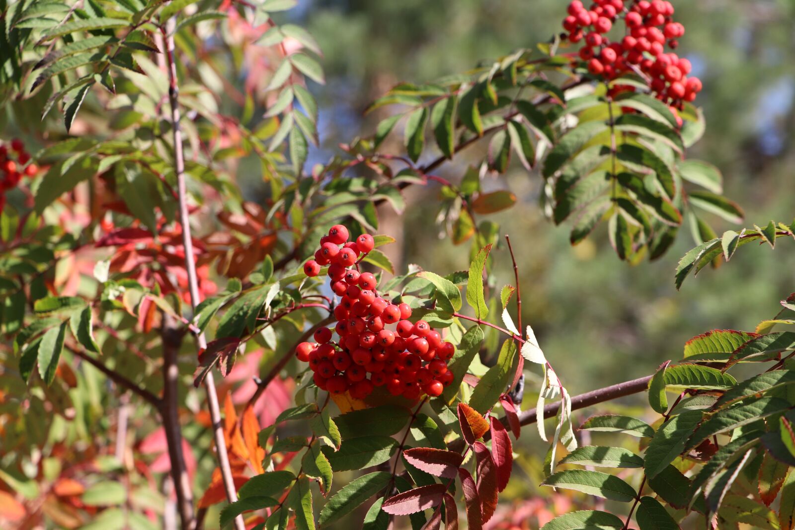 Canon EOS 77D (EOS 9000D / EOS 770D) sample photo. Rowan, bush, park photography