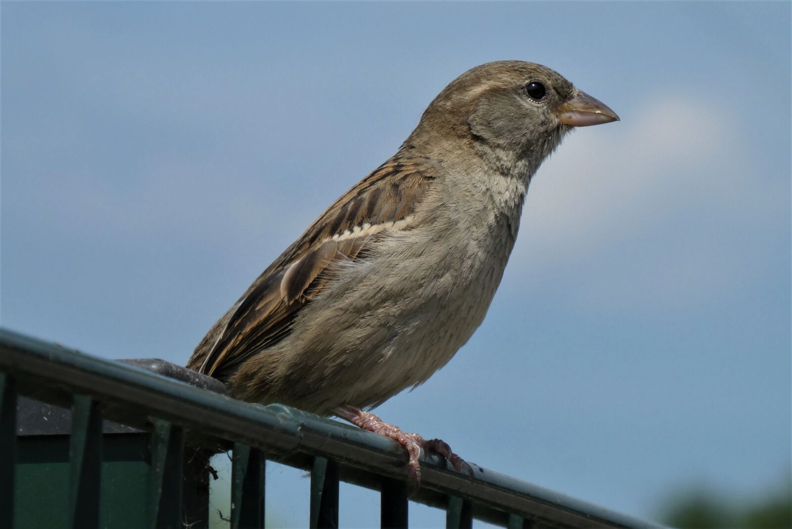 Panasonic Lumix DC-ZS70 (Lumix DC-TZ90) sample photo. Homester, bird, animal photography