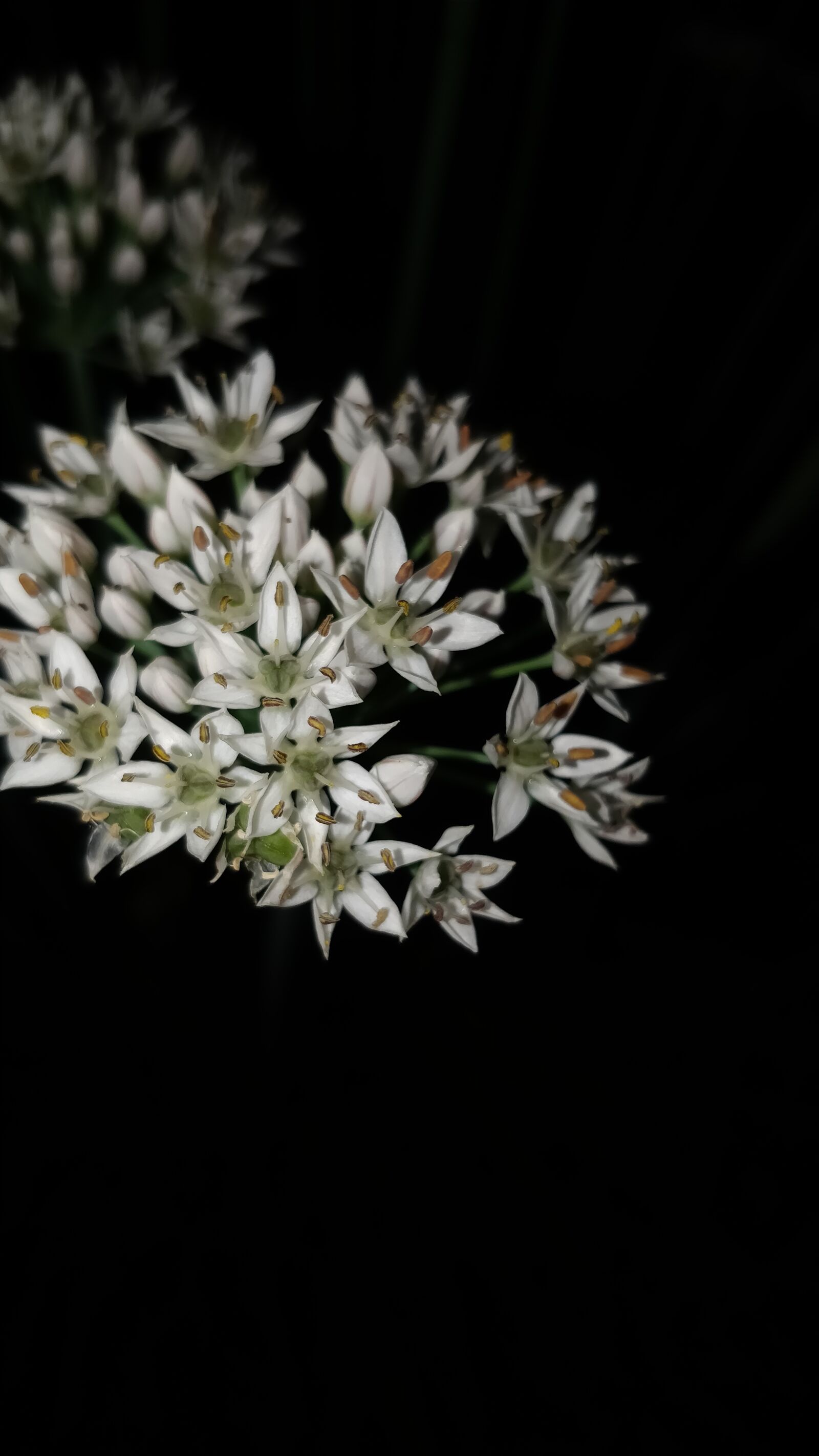 OnePlus 5 sample photo. Night shots, tiny flowers photography
