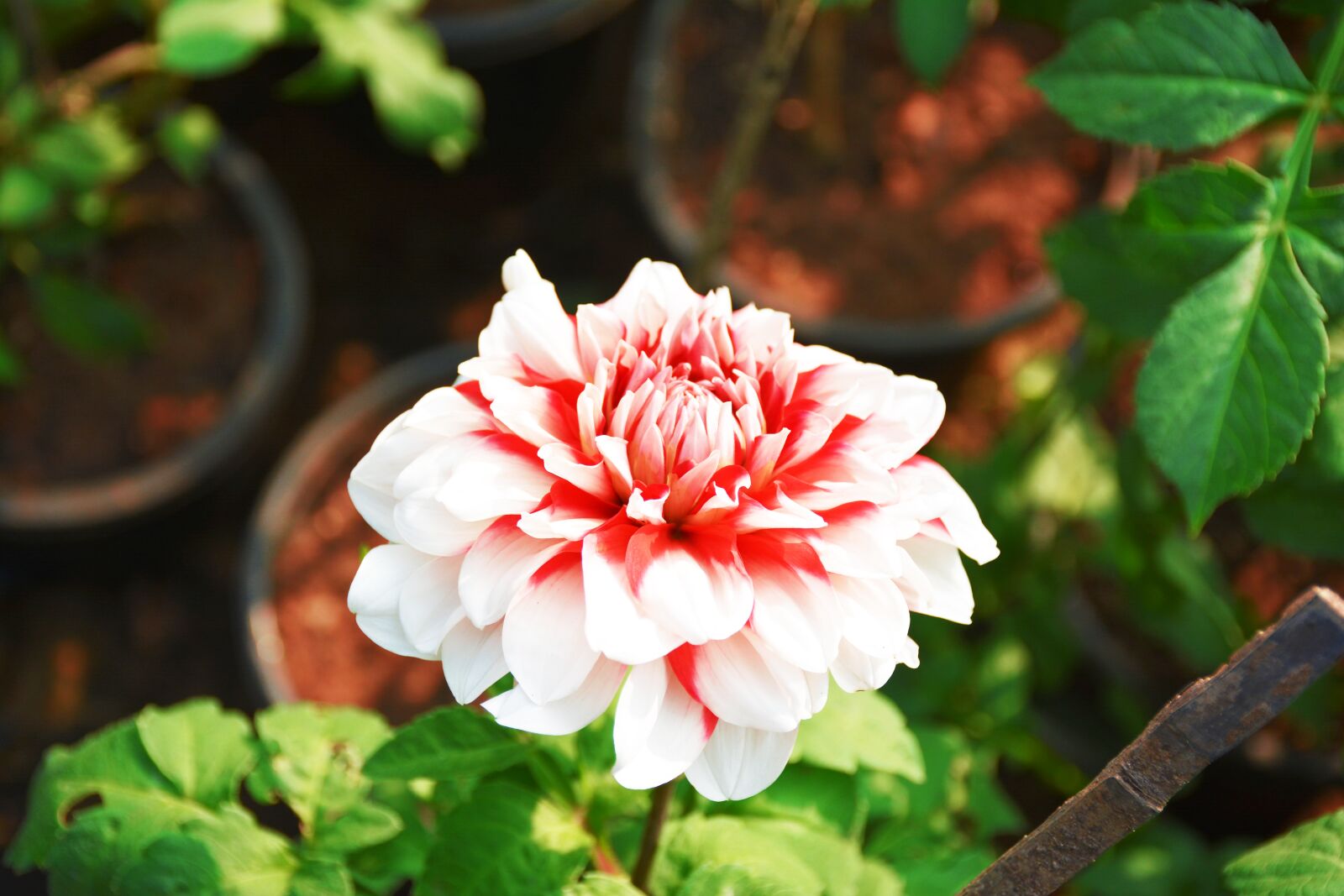 Nikon D5200 sample photo. Flower, nature, beautiful photography
