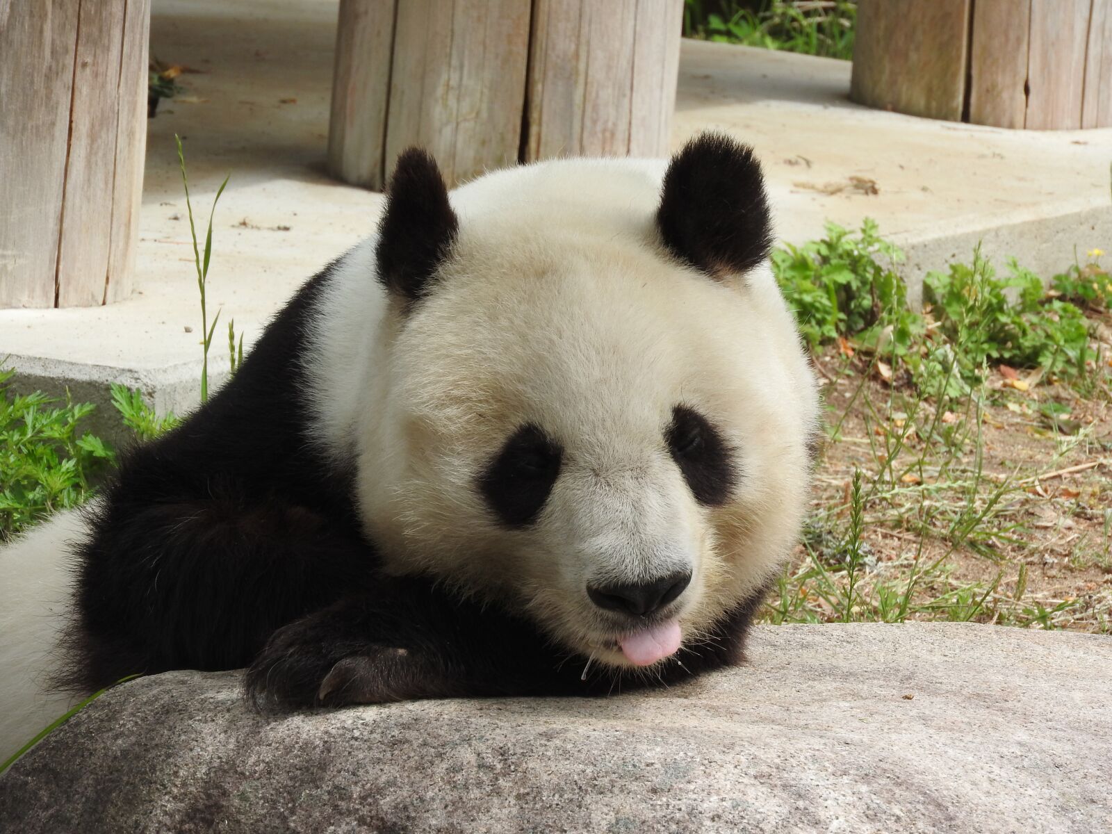Nikon Coolpix P610 sample photo. Panda, animal, zoo photography