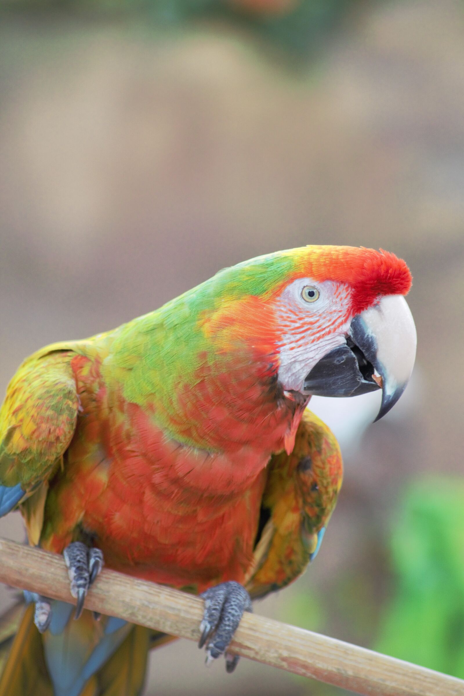 Canon EOS 700D (EOS Rebel T5i / EOS Kiss X7i) sample photo. Bird, macaw, parrot photography