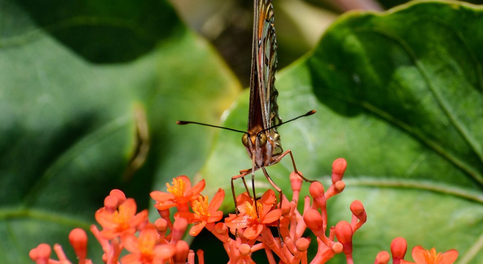 Nikon D5500 sample photo. Butterfly, insect, bug photography