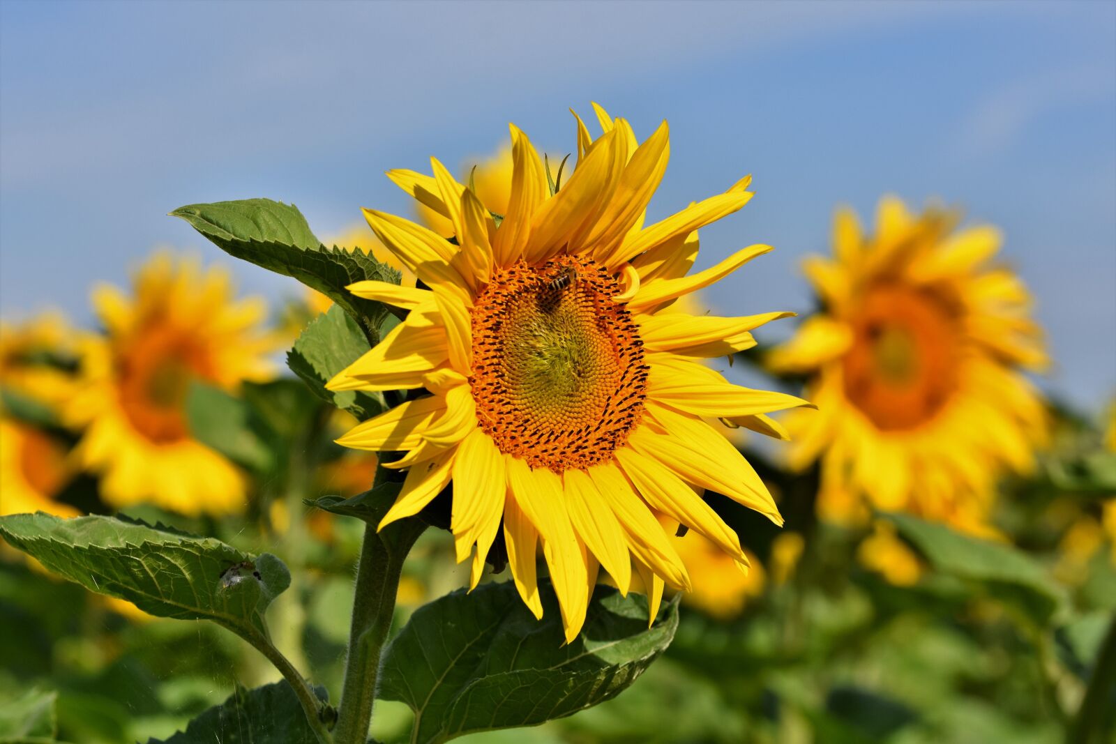 Nikon D7200 sample photo. Sunflowers, sunflower field, field photography