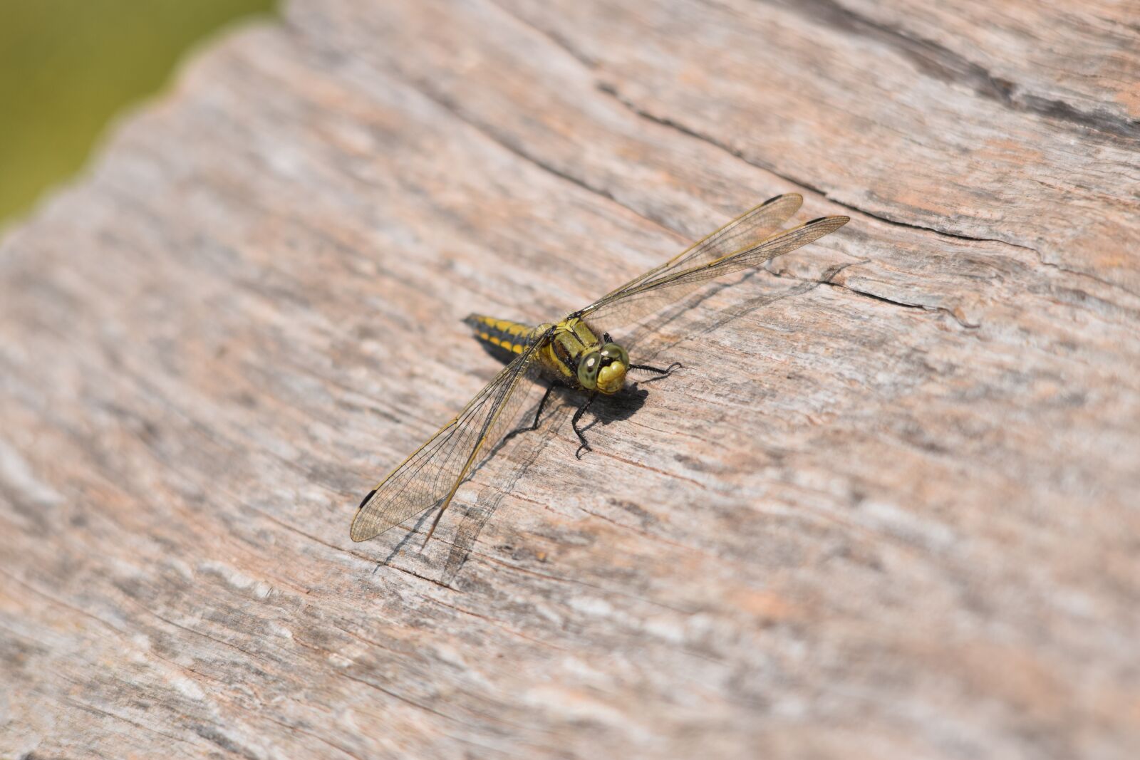 Nikon D3300 sample photo. Hairy, dragonfly, possibly photography