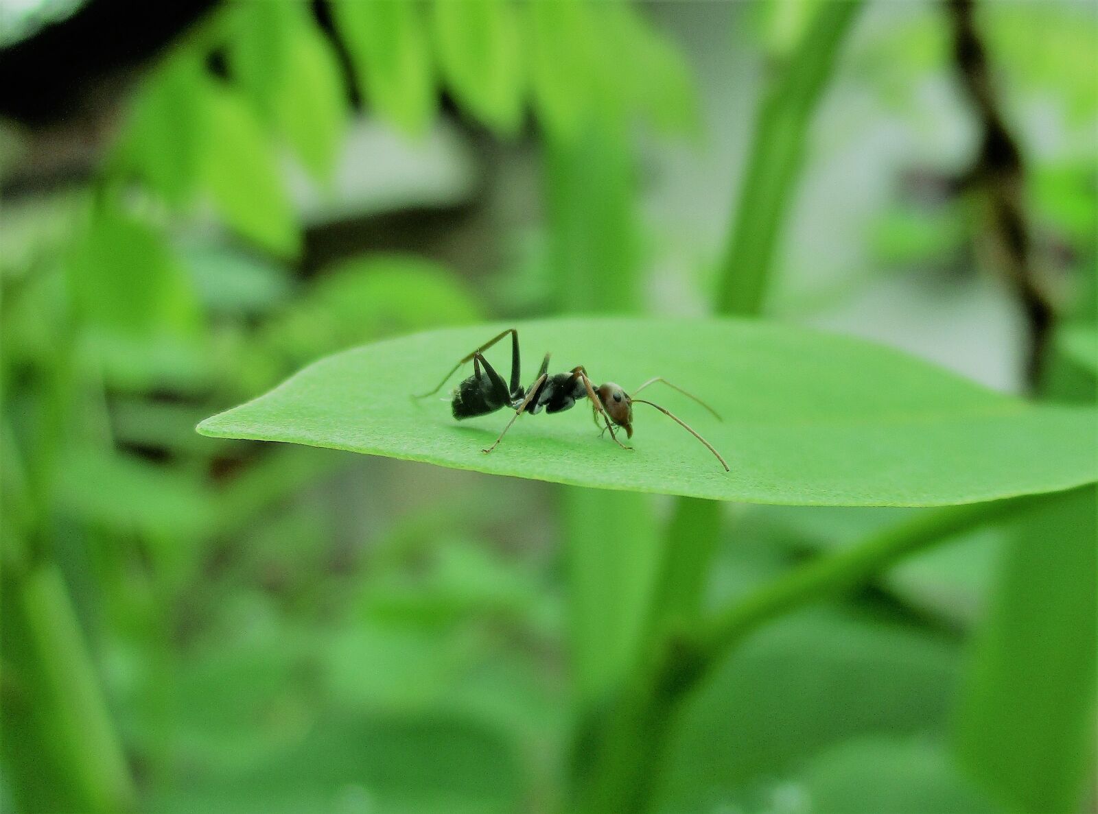 Canon PowerShot ELPH 160 (IXUS 160 / IXY 150) sample photo. Ant, insect, ant on photography