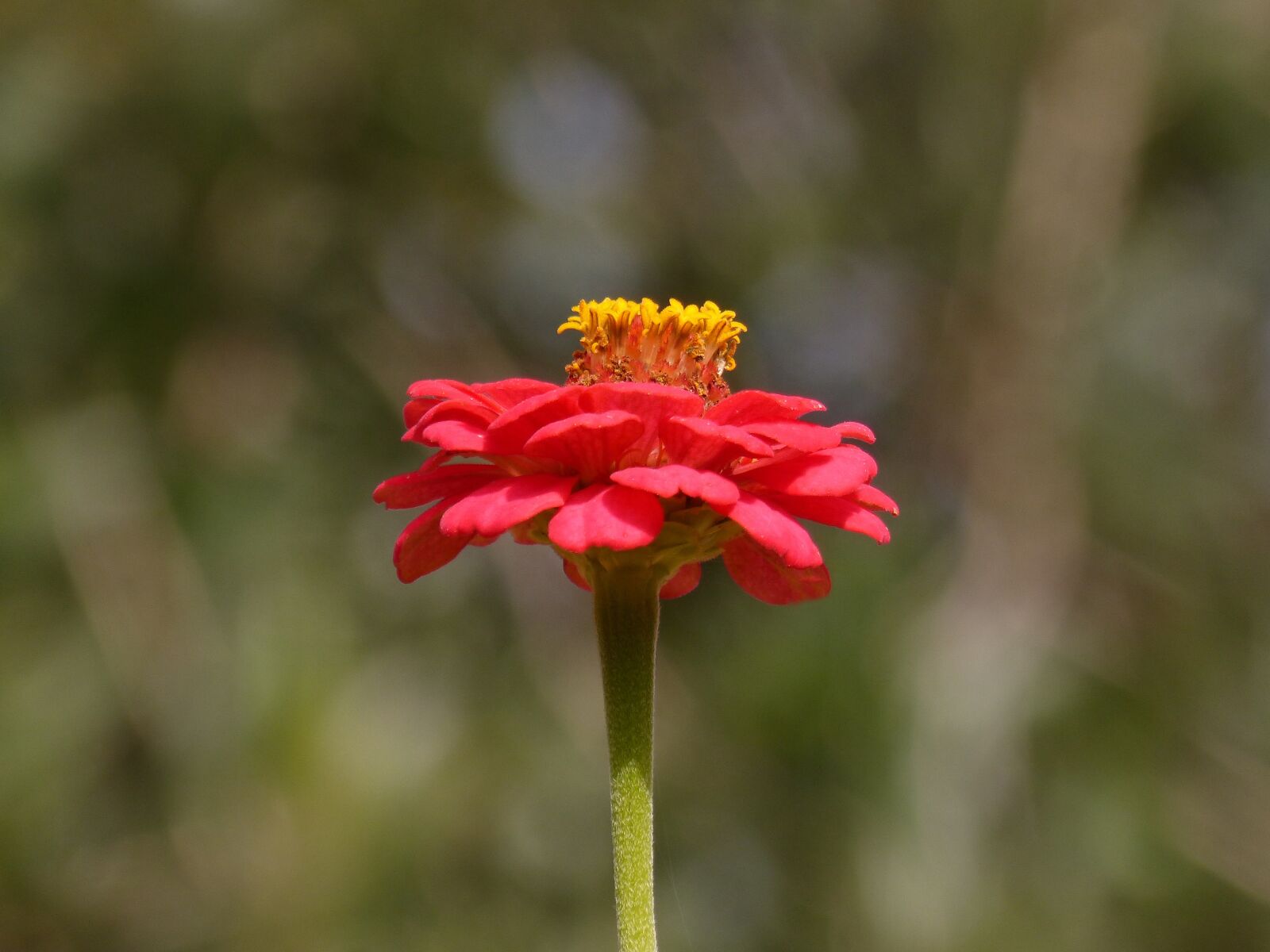 Panasonic DMC-FZ62 sample photo. Flower, zinia, red photography