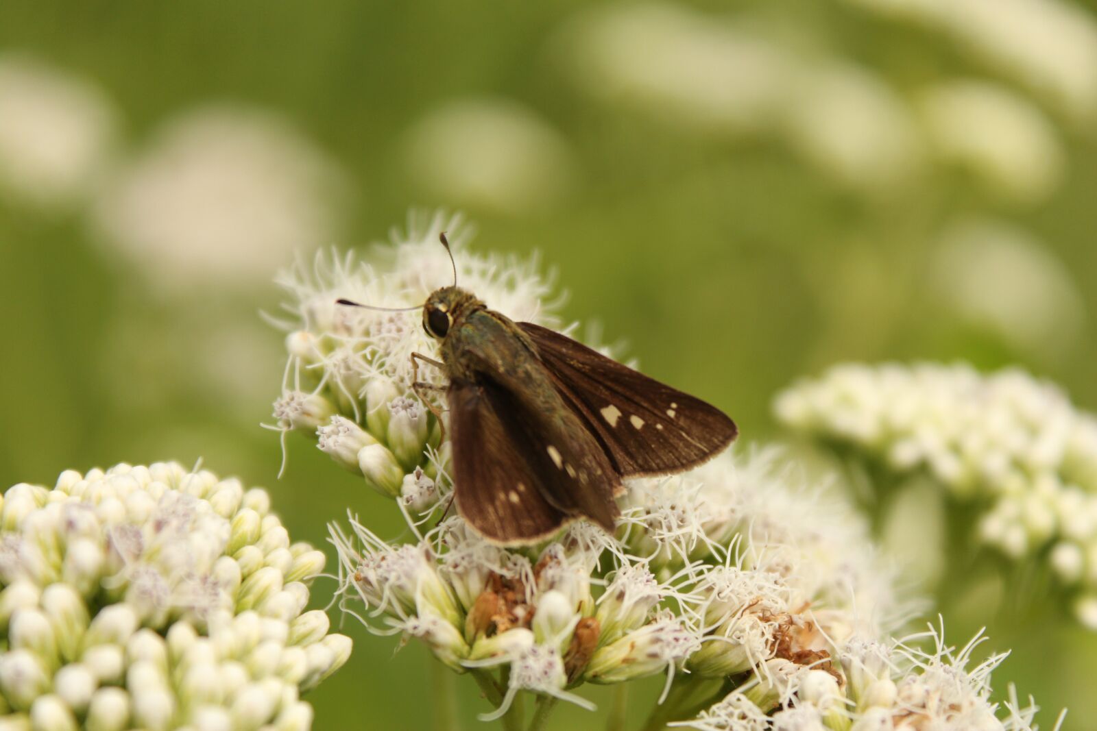 Canon EOS 650D (EOS Rebel T4i / EOS Kiss X6i) sample photo. Flowers, butterfly, nature photography