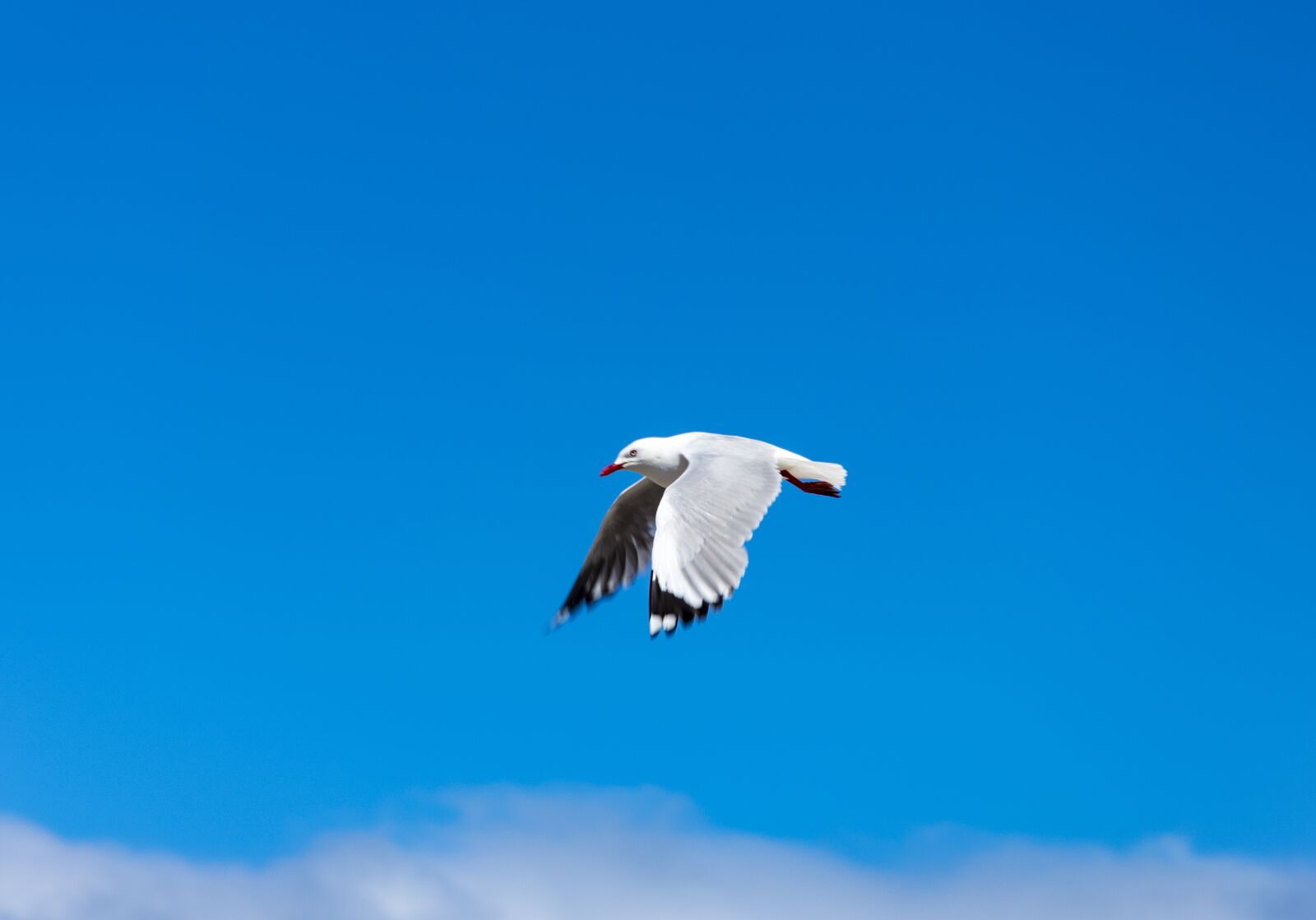Nikon D3400 sample photo. Seagull, moving, wing photography