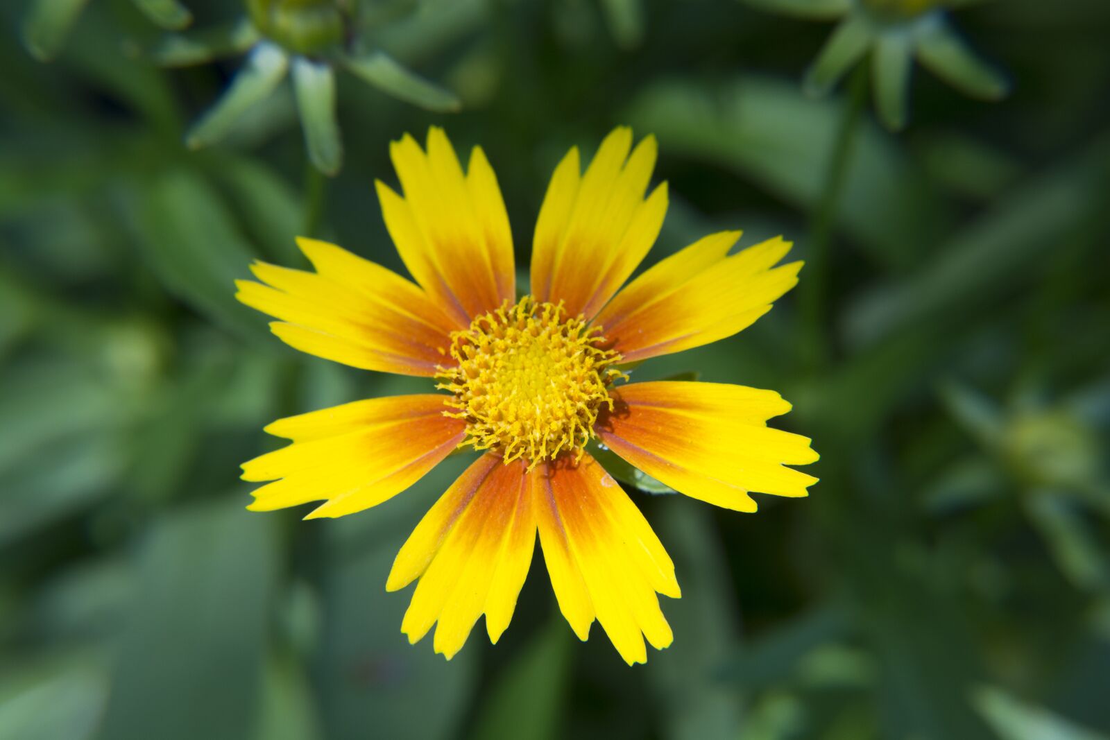 Nikon D5200 sample photo. Yellow orange flower bloom photography
