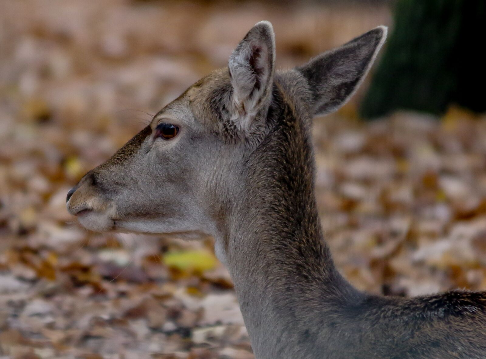 Pentax K-3 + Tamron SP AF 70-200mm F2.8 Di LD (IF) MACRO sample photo. Animal world, roe deer photography